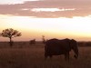 Serengeti : éléphant au sunset