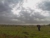 Serengeti : éléphant