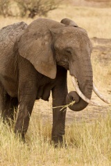 Tarangire : éléphant (maman)