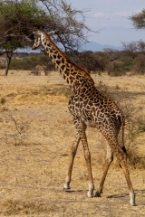 Tarangire : girafe