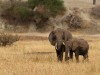Tarangire : éléphants