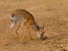 Tarangire : mini antilope