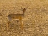 Tarangire : mini antilope