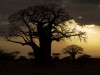 Tarangire : baobab