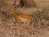 Tarangire : antilope