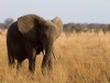 Tarangire : éléphant seul dans la savane