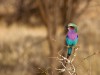 Tarangire : oiseau inconnu