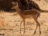 Tarangire : antilope