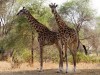 Tarangire : girafes