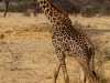 Tarangire : girafe