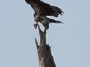 Tarangire : vautour
