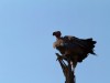 Tarangire : vautour