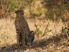 Tarangire : cheetah !