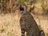 Tarangire : cheetah !