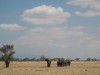 Tarangire : éléphants