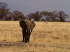 Tarangire : éléphant