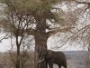 Tarangire : éléphant