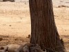 Tarangire : sieste chez les phacochères