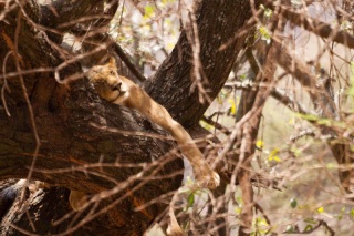 Manyara : lionne dans un arbre