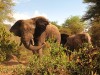 Manyara : éléphants jouant avec la boue