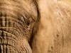 Manyara : éléphant jouant avec la boue