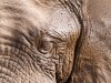 Manyara : éléphant