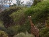 Manyara : girafe