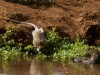 Manyara : singe au ruisseau