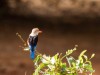 Manyara : kingfisher