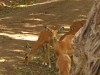 Manyara : antilopes