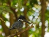 Manyara : Giant Kingfisher
