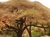 Manyara : lionne dans un arbre