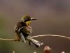 Tarangarine : bee-eater