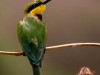 Tarangarine : bee-eater
