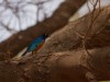 Manyara : starling