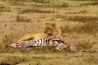 Ngorongoro : repas de la lionne