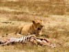 Ngorongoro : repas de la lionne