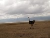 Ngorongoro : autruche