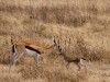 Ngorongoro : gazelle et son nouveau né