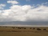 Ngorongoro : gnous