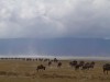 Ngorongoro : gnous