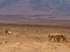 Ngorongoro : lions