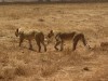 Ngorongoro : lionnes