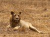 Ngorongoro : jeune lion