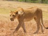 Ngorongoro : lionne