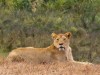 Ngorongoro : lionne