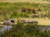 Ngorongoro : hippopotames