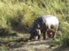 Ngorongoro : hippopotame