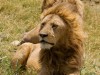 Ngorongoro : lions