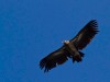 Népal - Pokhara : un faucon ? Non Benjamin, un vautour !